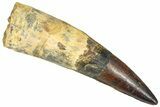 Bargain, Real Fossil Spinosaurus Tooth - Composite Tooth #365669-1